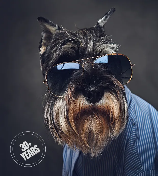 Clint's dog wearing sunglasses