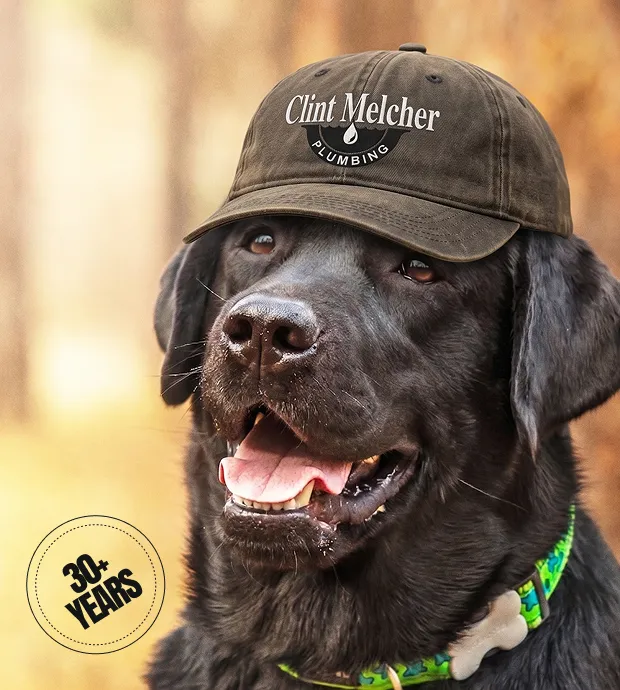 Clint's dog wearing sunglasses